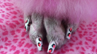 Doggie Nail Art: A Fun New Way to Make Sure Your Dog Hates You